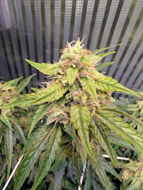 Zoap auto. Week 9