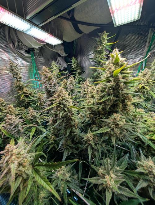 Monster dwarv. Week 9