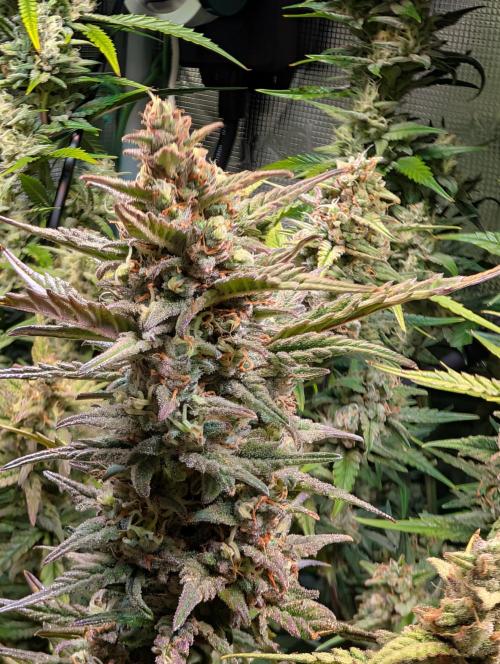 Monster dwarv. Week 9
