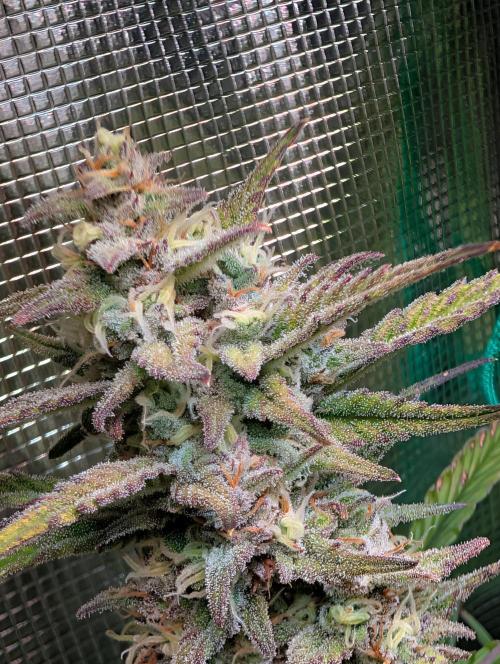 Monster dwarv. Week 9