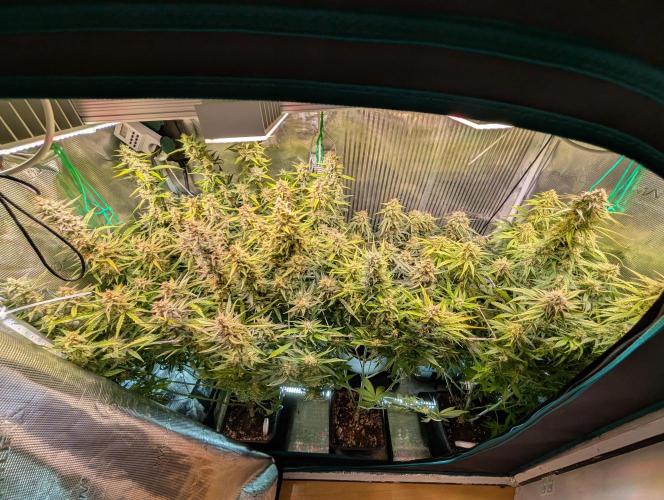 Monster Dwarf Automatic. Week 9
