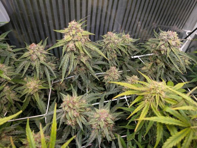 Zoap auto. Week 9
