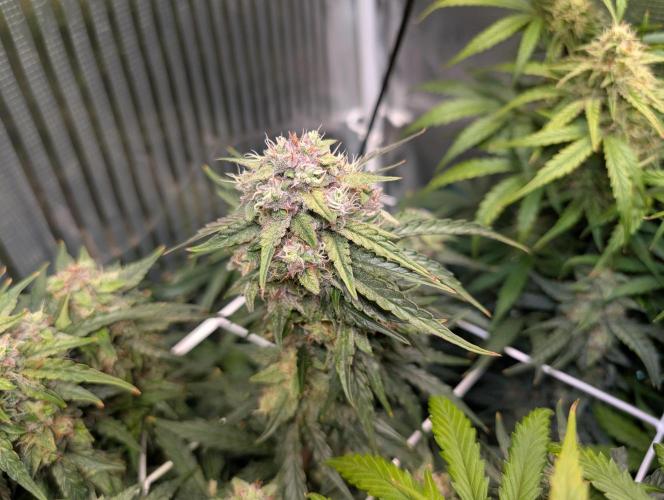 Zoap auto. Week 9