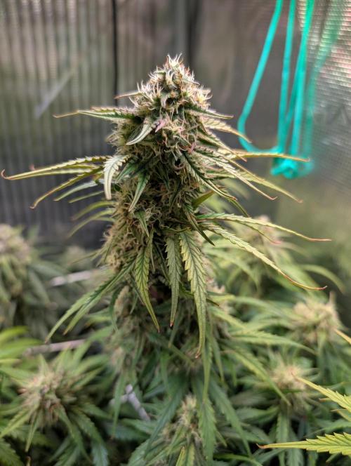 Zoap auto. Week 9