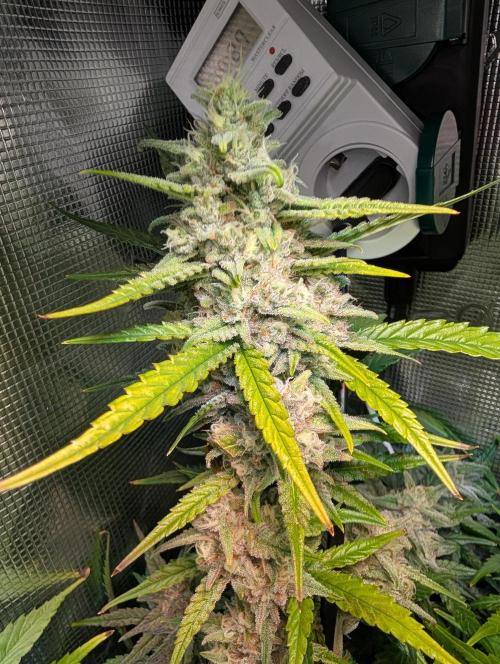 Monster dwarv. Week 10