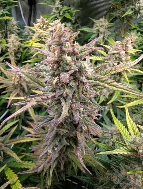 Monster Dwarf Automatic. Week 10