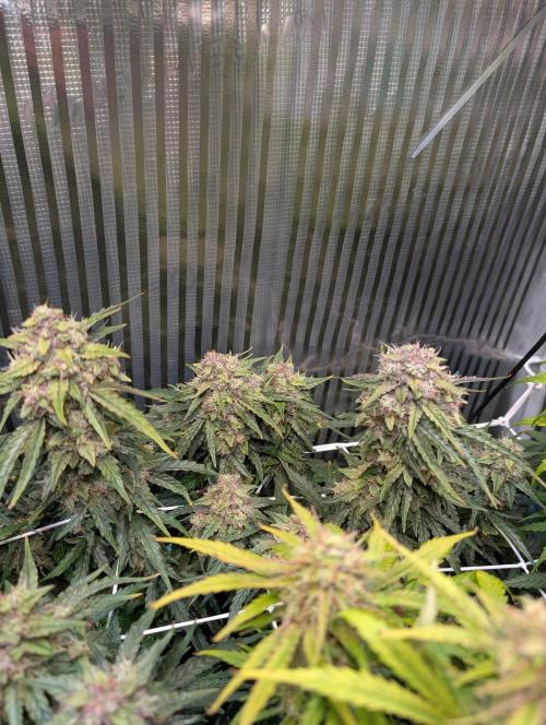 Zoap auto. Week 10