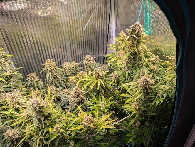 Zoap auto. Week 10