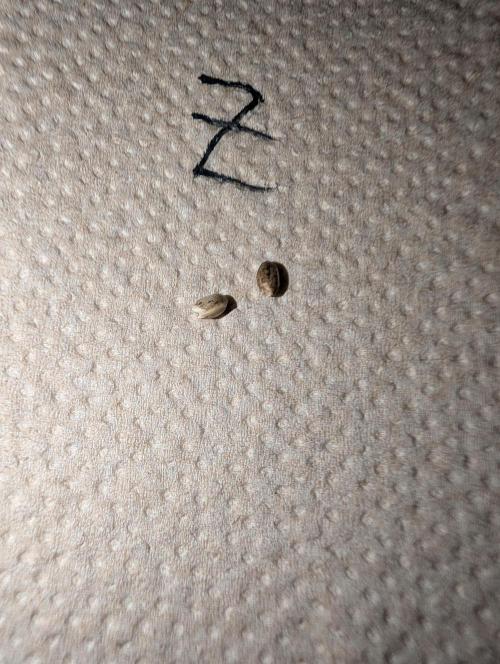 Weedseedshop Blue Zushi Indoor. Week 0