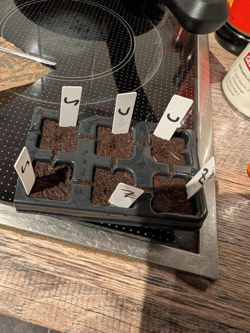 Cereal Milk Weedseedshop Indoor. Week 0