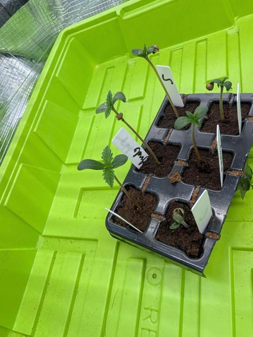 Cereal Milk Weedseedshop Indoor. Week 0