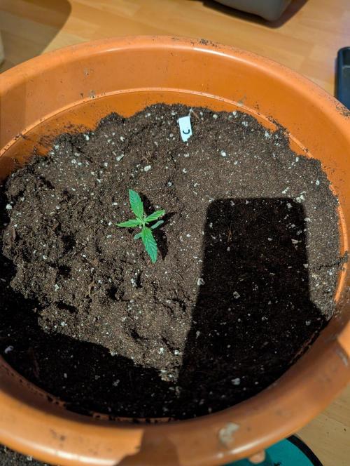 Cereal Milk Weedseedshop Indoor. Week 1