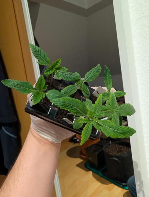 Cereal Milk Weedseedshop Indoor. Week 1