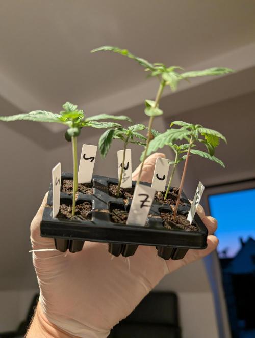 Cereal Milk Weedseedshop Indoor. Week 1