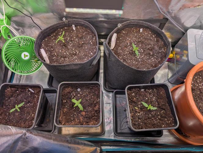 Weedseedshop Cereal Milk outdoor. Week 1