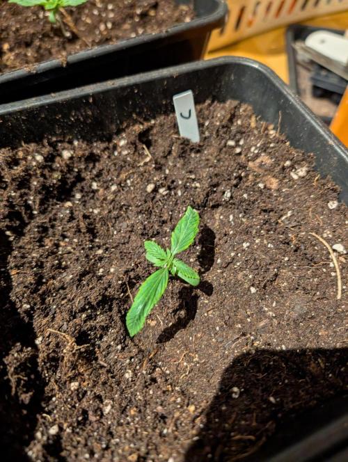 Weedseedshop Cereal Milk outdoor. Week 1