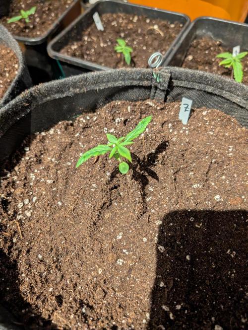 Weedseedshop Blue Zushi Indoor. Week 1
