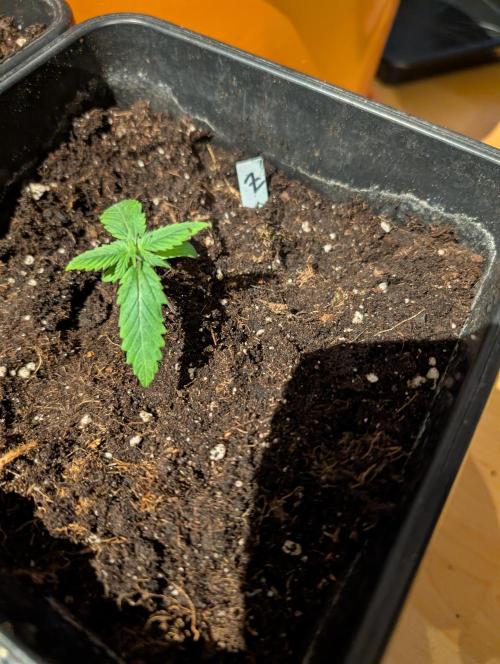 Weedseedshop Blue Zushi Outdoor. Week 1