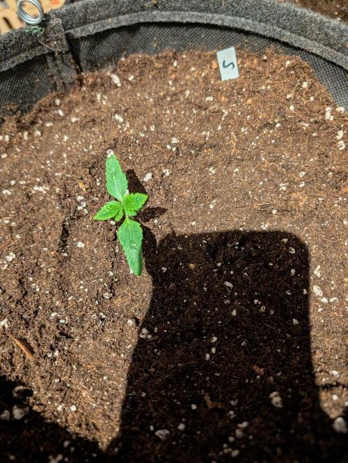 Weedseedshop Super Boof. Week 1