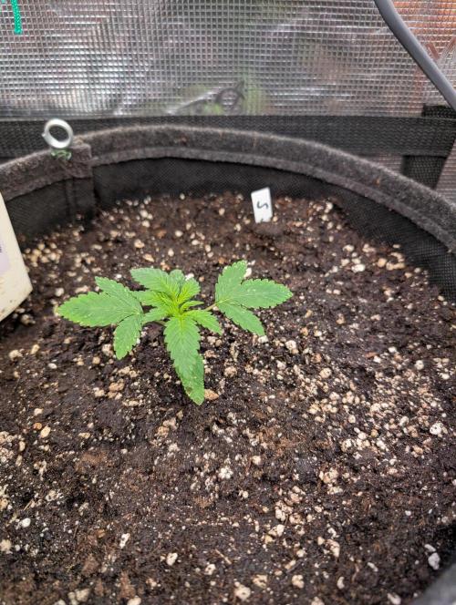 Weedseedshop Super Boof. Week 2