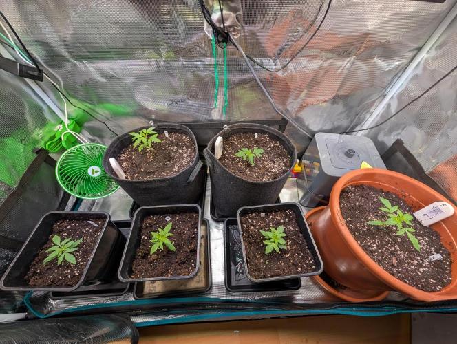 Blue Zushi. Week 2
