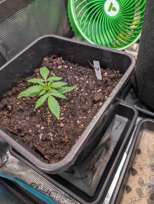 Cereal Milk. Week 2
