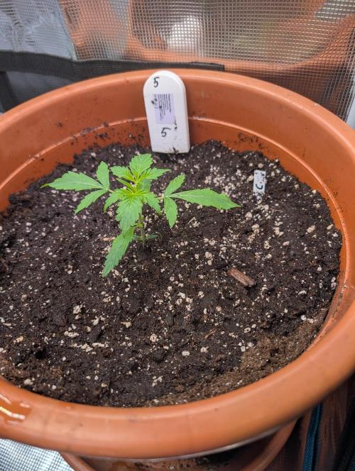 Cereal Milk Weedseedshop Indoor. Week 2