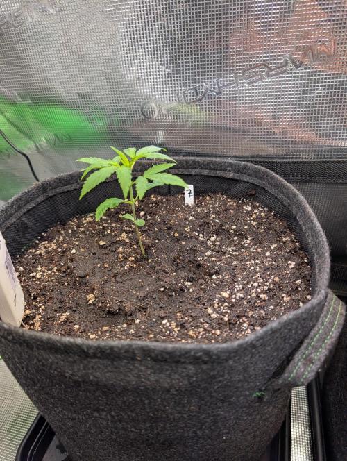 Weedseedshop Blue Zushi Indoor. Week 2