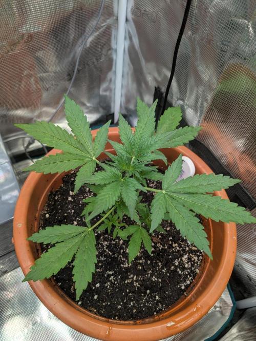Cereal Milk Weedseedshop Indoor. Week 3