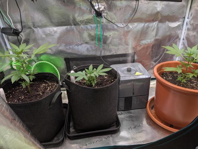 Cereal Milk Weedseedshop Indoor. Week 3