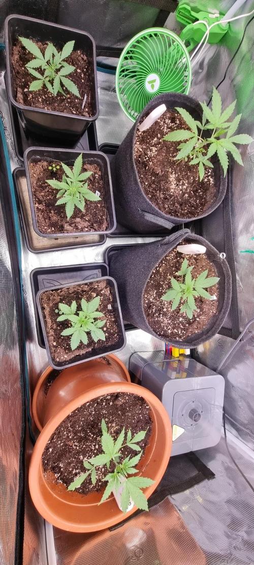 Cereal Milk Weedseedshop Indoor. Week 3
