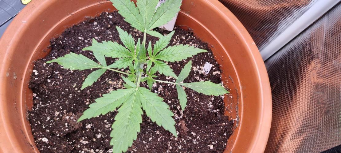 Cereal Milk Weedseedshop Indoor. Week 3
