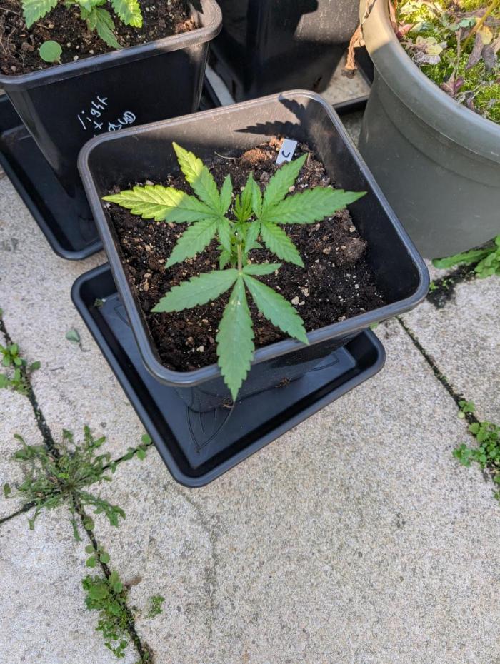 Weedseedshop Cereal Milk outdoor. Week 3