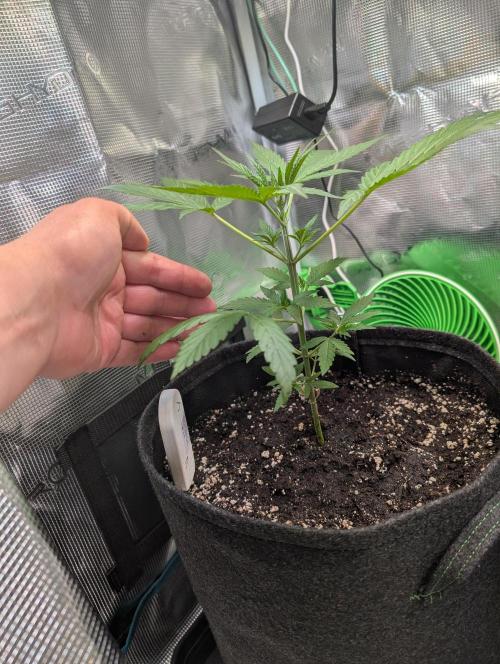 Weedseedshop Blue Zushi Indoor. Week 3