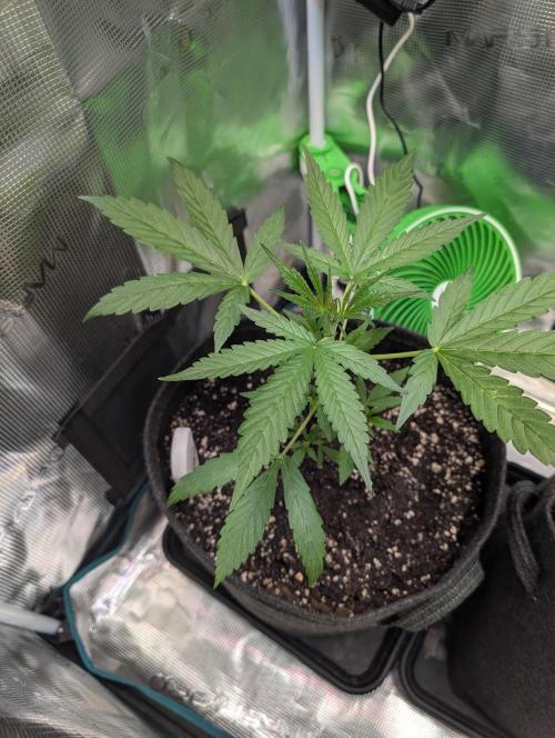 Weedseedshop Blue Zushi Indoor. Week 3