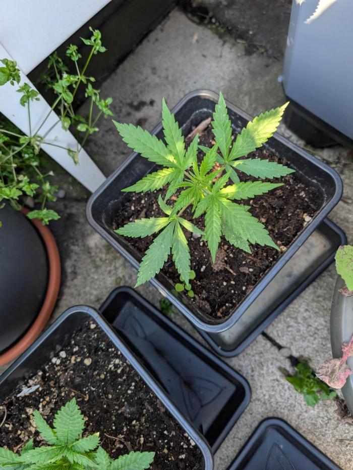 Weedseedshop Blue Zushi Outdoor. Week 3