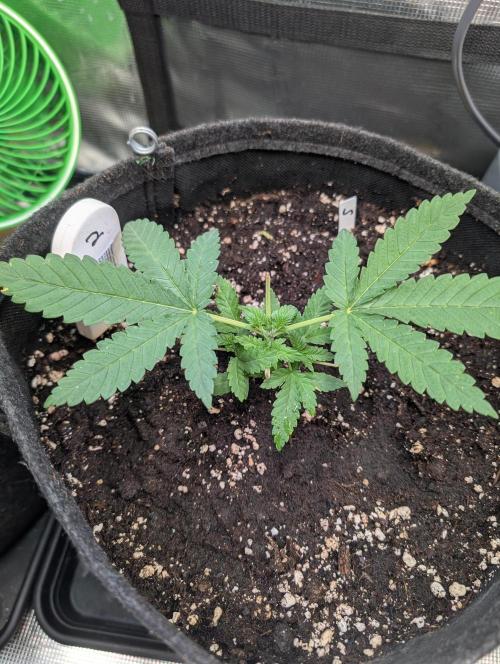 Weedseedshop Super Boof. Week 3