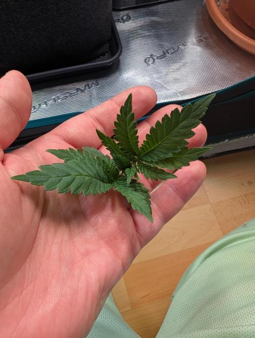 Weedseedshop Super Boof. Week 3