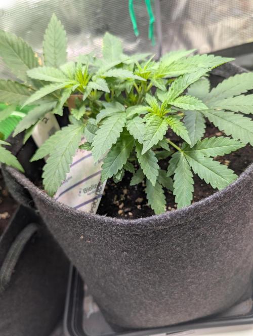 Weedseedshop Super Boof. Week 4