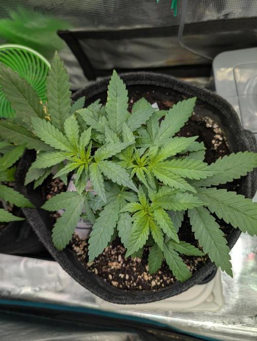 Weedseedshop Super Boof. Week 4
