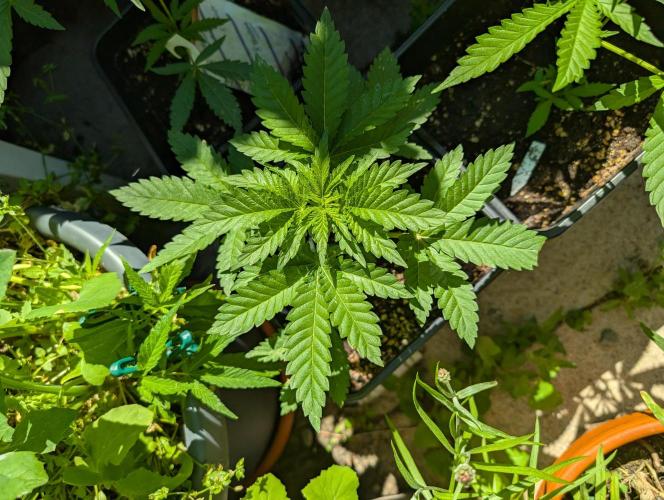 Weedseedshop Super Boof. Week 4