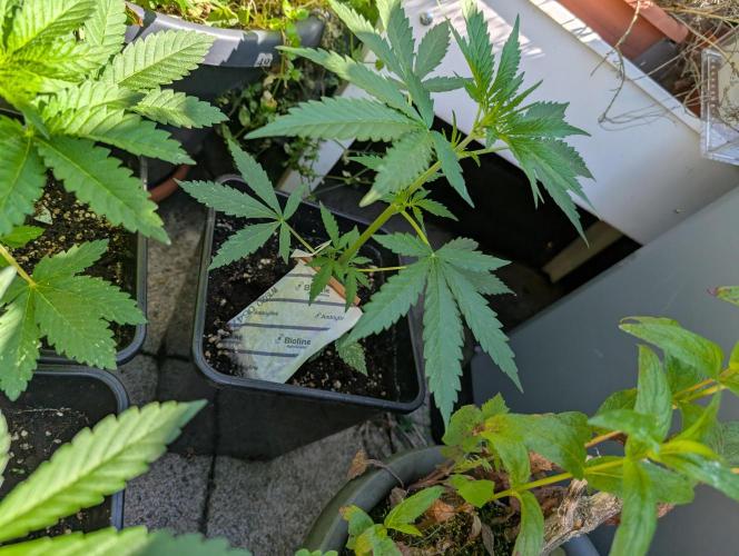 Weedseedshop Blue Zushi Outdoor. Week 4