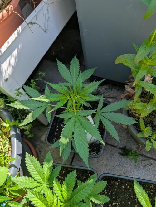 Weedseedshop Blue Zushi Outdoor. Week 4