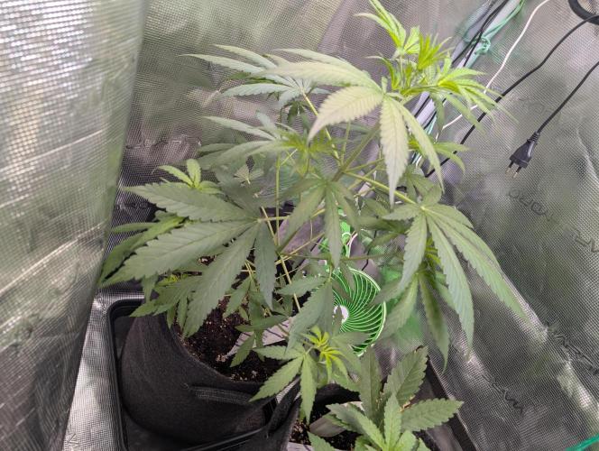 Weedseedshop Blue Zushi Indoor. Week 4