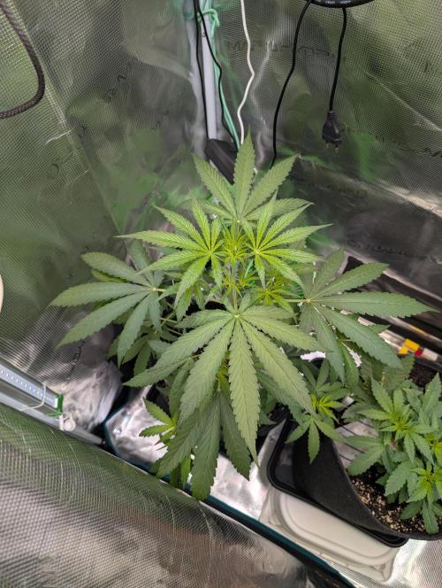 Weedseedshop Blue Zushi Indoor. Week 4