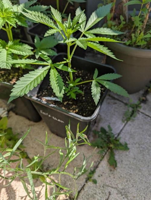 Weedseedshop Cereal Milk outdoor. Week 4