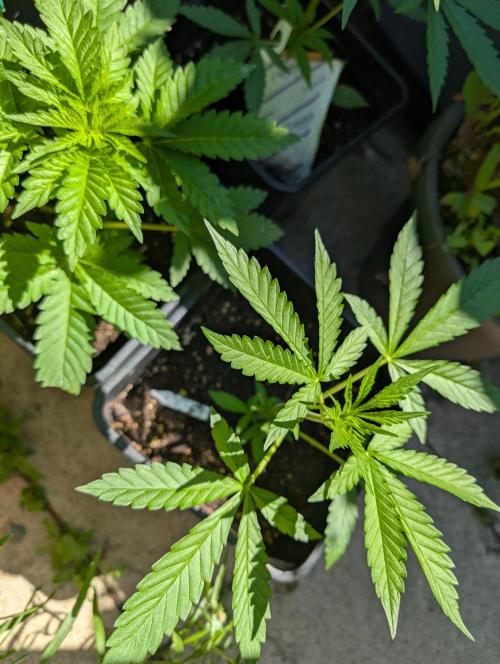 Weedseedshop Cereal Milk outdoor. Week 4