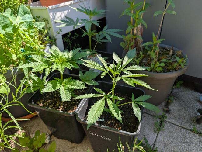 Weedseedshop Cereal Milk outdoor. Week 4