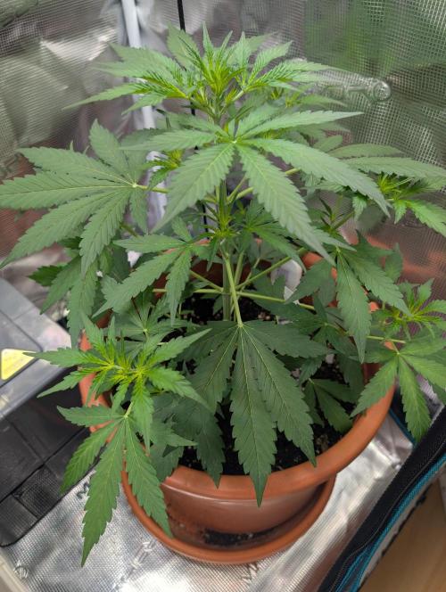 Cereal Milk Weedseedshop Indoor. Week 4