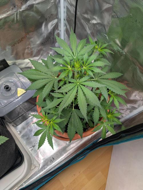 Cereal Milk Weedseedshop Indoor. Week 4